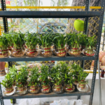 shop7